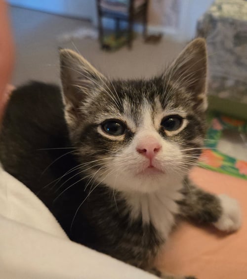 C318 LITTER CHARLIE - Domestic Short Hair / Tabby available for adoption