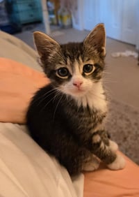 C318 litter Charlie - Photo 8