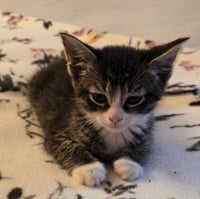 C318 litter Charlie - Photo 4