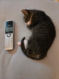 C318 litter Charlie - Photo 6