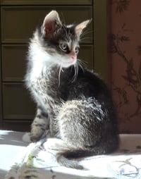 C318 litter Charlie - Photo 5