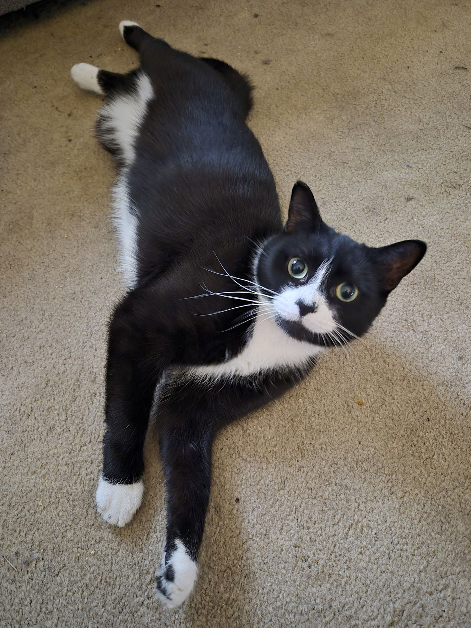 C292 LITTER BOOTSY (MOTHER) - Domestic Short Hair available for adoption