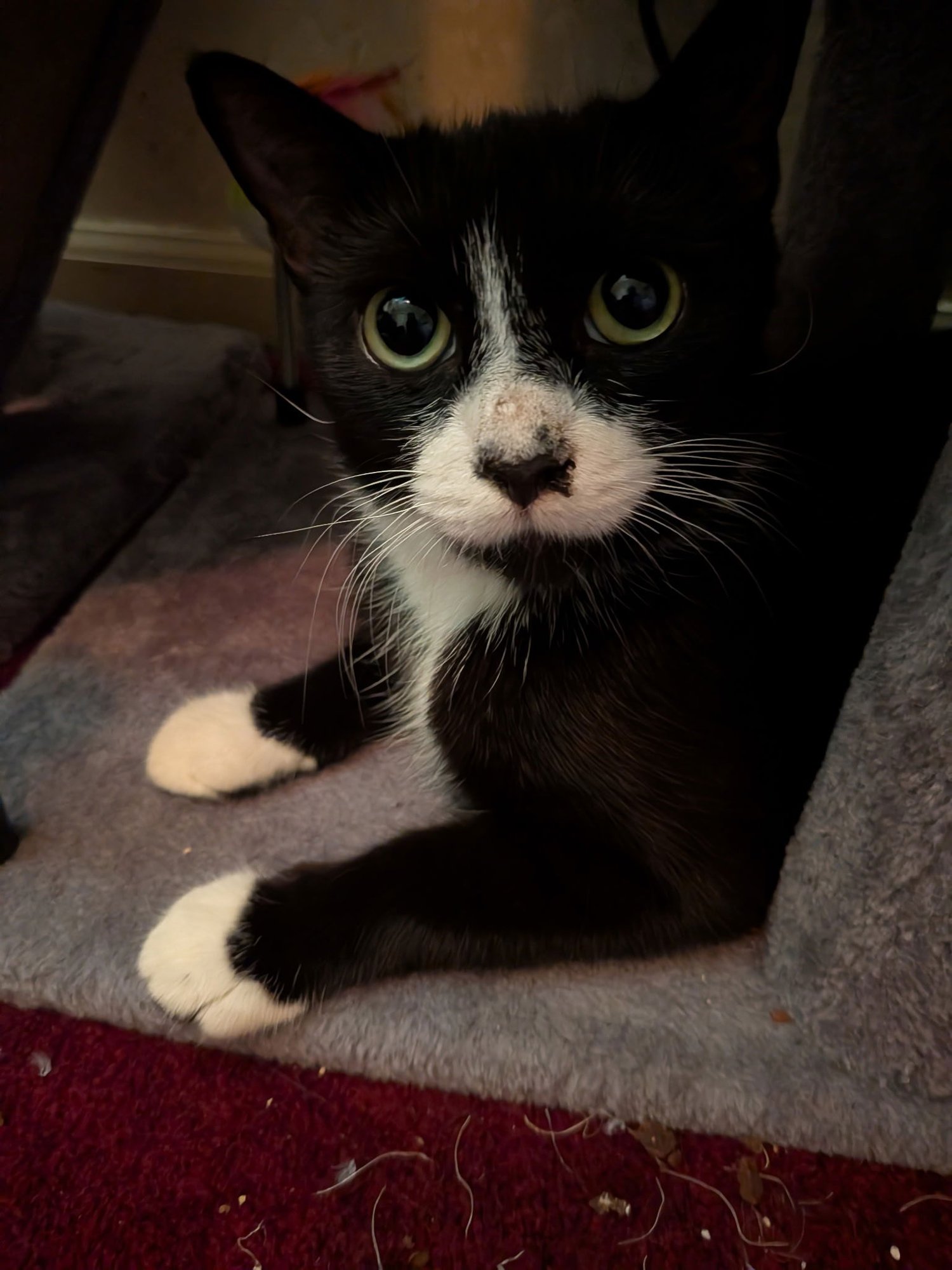 C292 LITTER BOOTSY (MOTHER) - Domestic Short Hair available for adoption