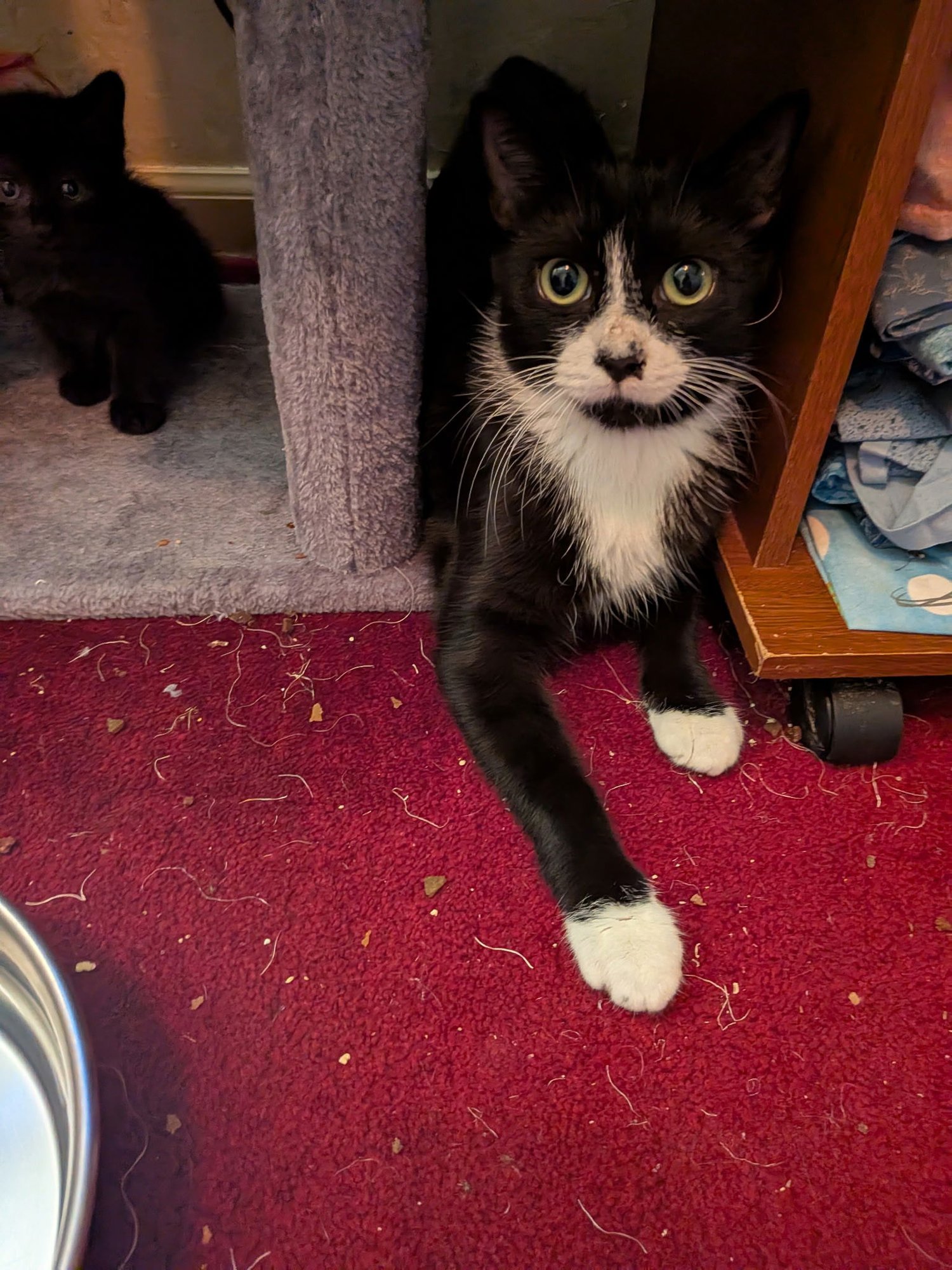 C292 Litter Bootsy (Mother) - Photo 3