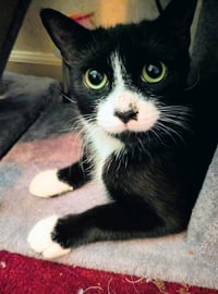 C292 Litter Bootsy (Mother) - Photo 8