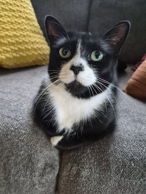 C292 LITTER BOOTSY (MOTHER) - Domestic Short Hair for adoption in Ann Arbor