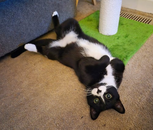 C292 LITTER BOOTSY (MOTHER) - Domestic Short Hair available for adoption