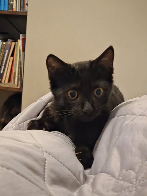 SNOWBALL - Domestic Short Hair available for adoption