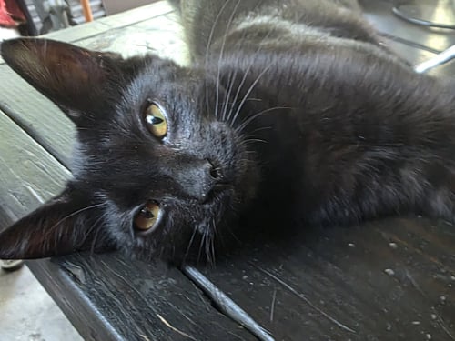 SNOWBALL - Domestic Short Hair available for adoption