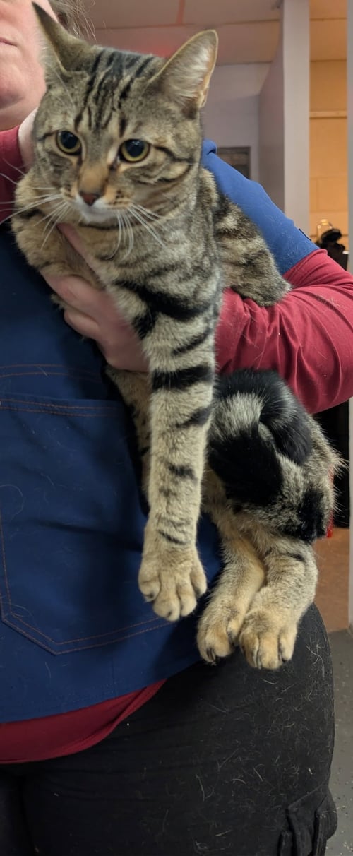 C313 LITTER CARLISLE - Domestic Short Hair / Tabby available for adoption