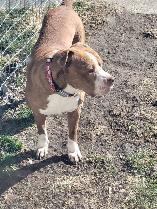 BOURBON - Pit Bull Terrier / Mastiff available for adoption
