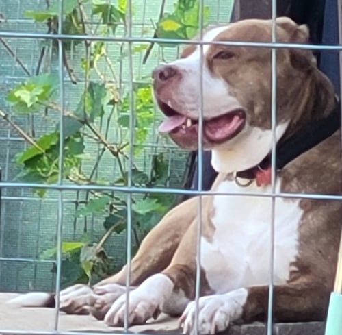 BOURBON - Pit Bull Terrier / Mastiff available for adoption