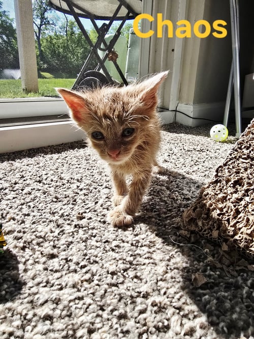 C323 LITTER CHAOS - Domestic Medium Hair / Tabby for adoption in Ann Arbor
