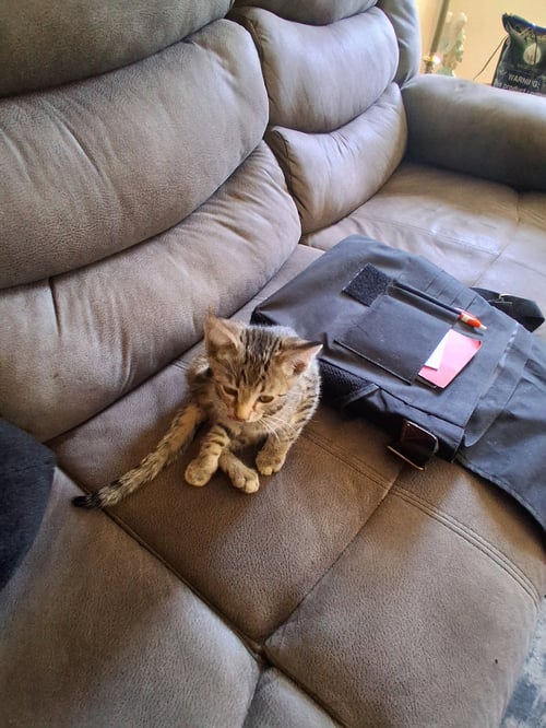 C324 LITTER LIL ABNER-ADOPTED - Domestic Short Hair / Tabby available for adoption