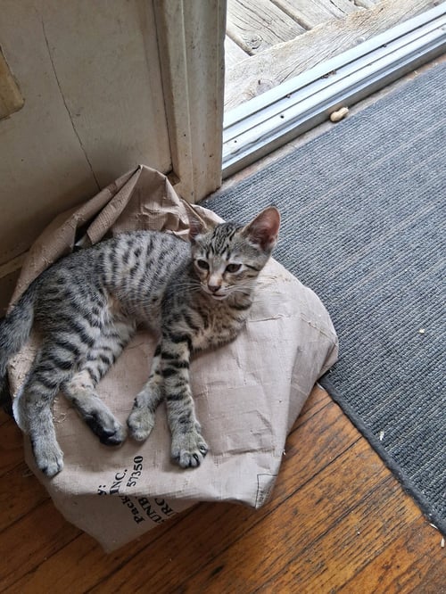C324 LITTER LIL ABNER-ADOPTED - Domestic Short Hair / Tabby available for adoption