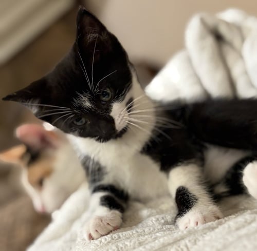 C331 LITTER IO - Domestic Short Hair available for adoption