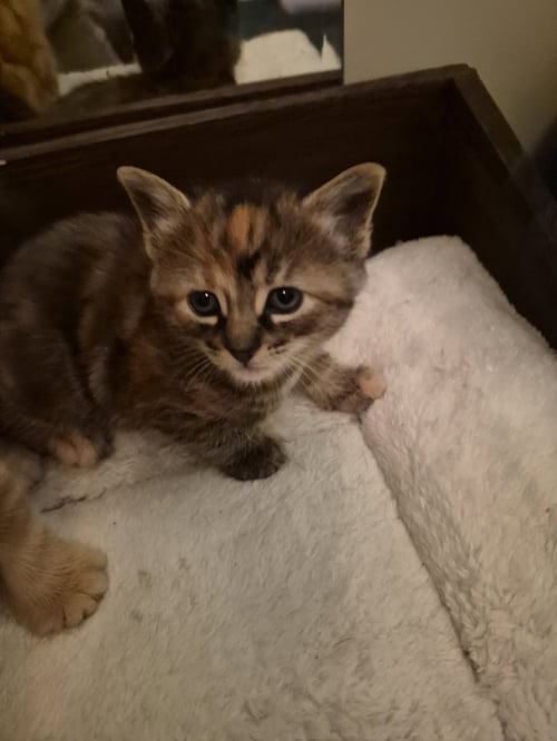 C315 LITTER DAWN - Tortoiseshell available for adoption