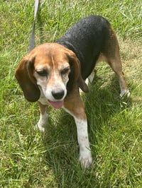 Mabel - ADOPTION PENDING - Photo 8