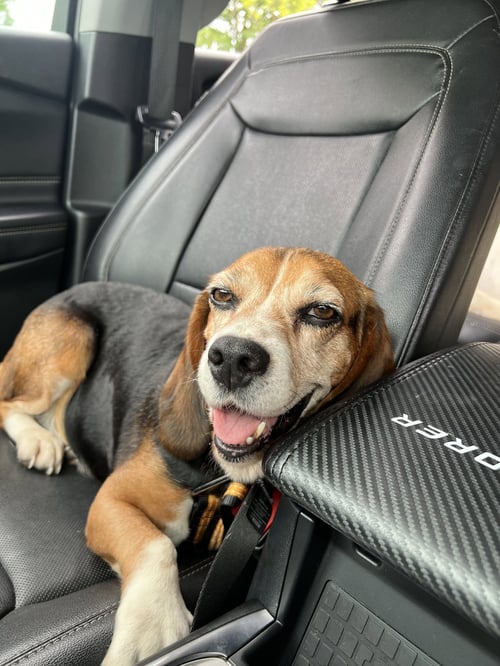 MABEL - ADOPTION PENDING - Beagle available for adoption