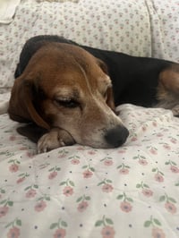 Mabel - ADOPTION PENDING - Photo 5