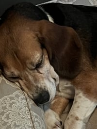 Mabel - ADOPTION PENDING - Photo 6