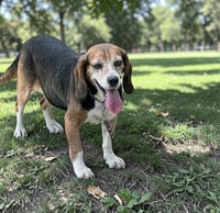 Mabel - ADOPTION PENDING - Photo 3