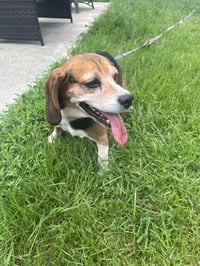 Mabel - ADOPTION PENDING - Photo 4