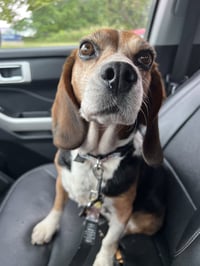 Mabel - ADOPTION PENDING - Photo 1