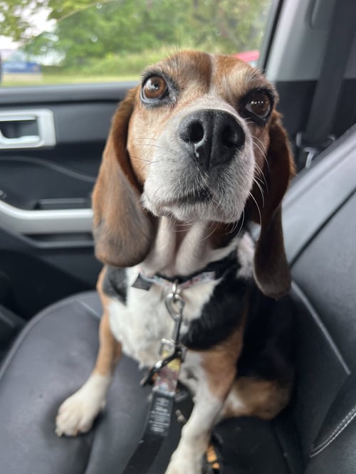 MABEL - ADOPTION PENDING - Beagle available for adoption