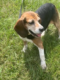 Mabel - ADOPTION PENDING - Photo 9