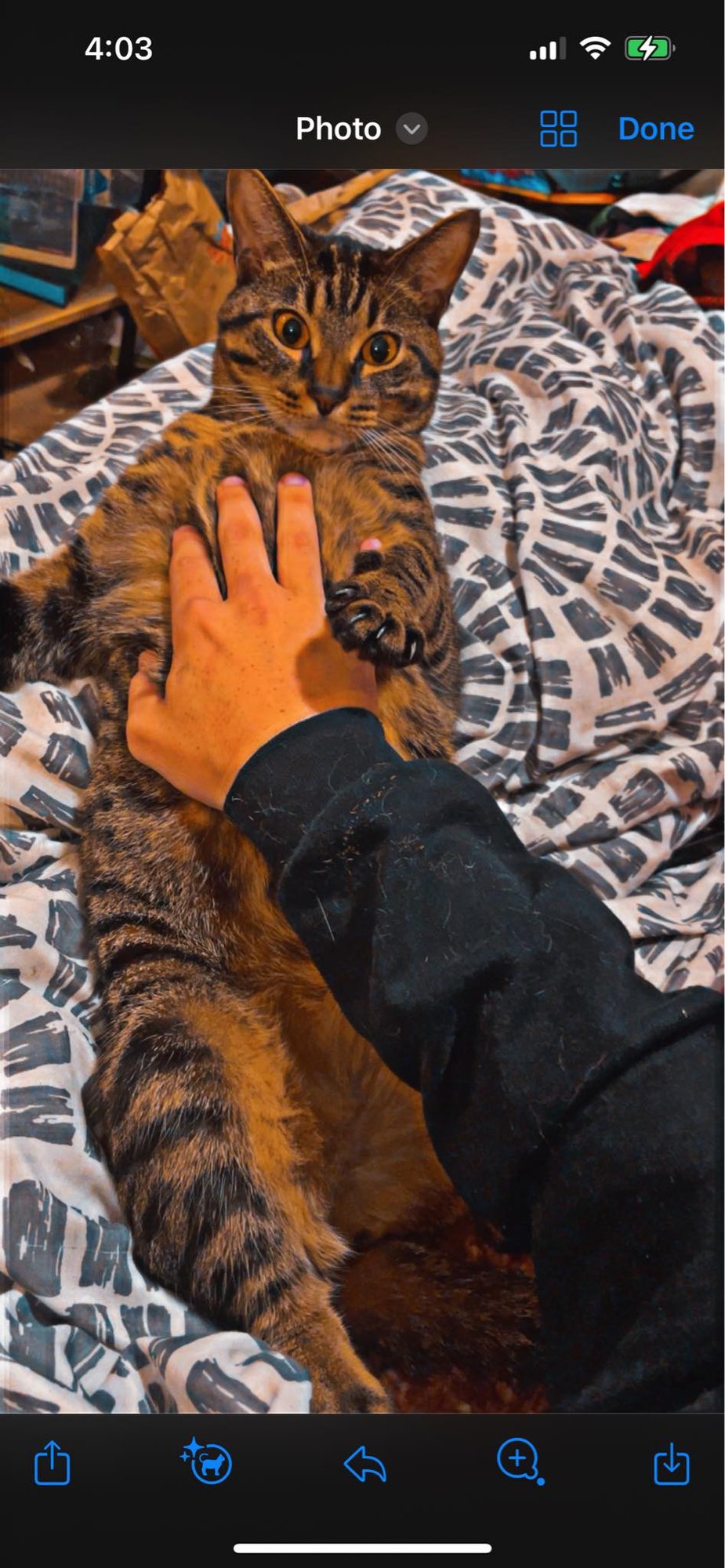 BENNY - Domestic Short Hair / Tabby available for adoption