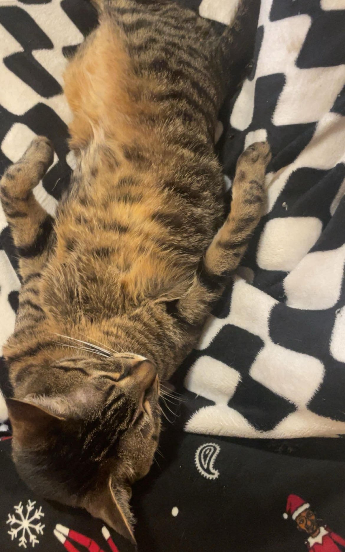 BENNY - Domestic Short Hair / Tabby available for adoption