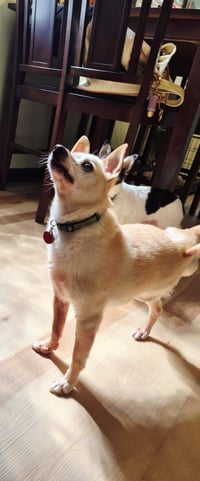 Tito - Photo 3