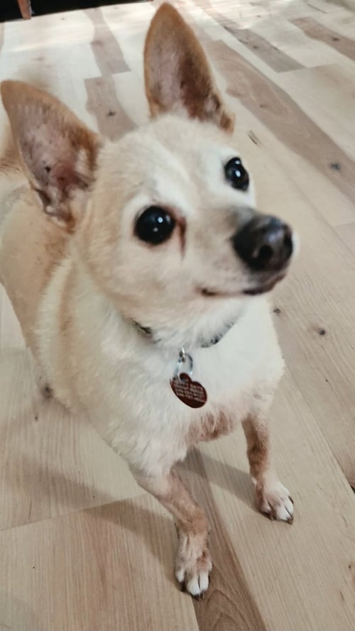 TITO - Chihuahua available for adoption