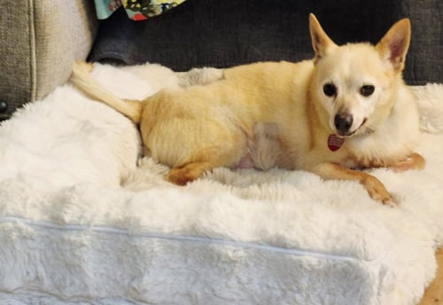 TITO - Chihuahua available for adoption