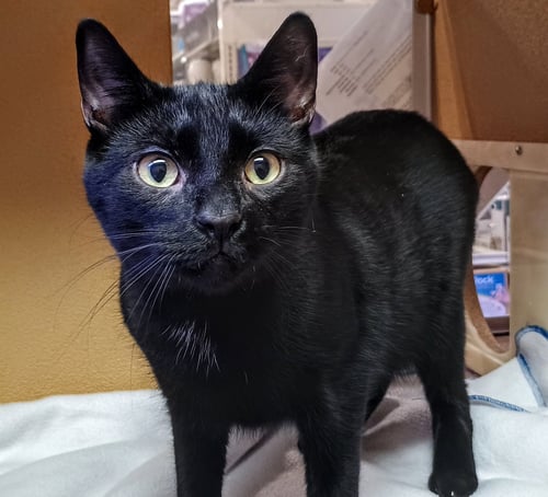 C265 LITTER VIPER (BONDED WITH C265 SPIDER) - Domestic Short Hair available for adoption