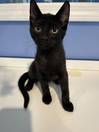 C265 litter Viper (BONDED WITH C265 SPIDER) - Photo 5