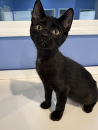 C265 litter Viper (BONDED WITH C265 SPIDER) - Photo 4