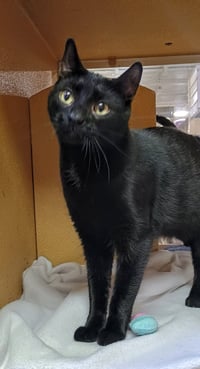 C265 litter Viper (BONDED WITH C265 SPIDER) - Photo 1