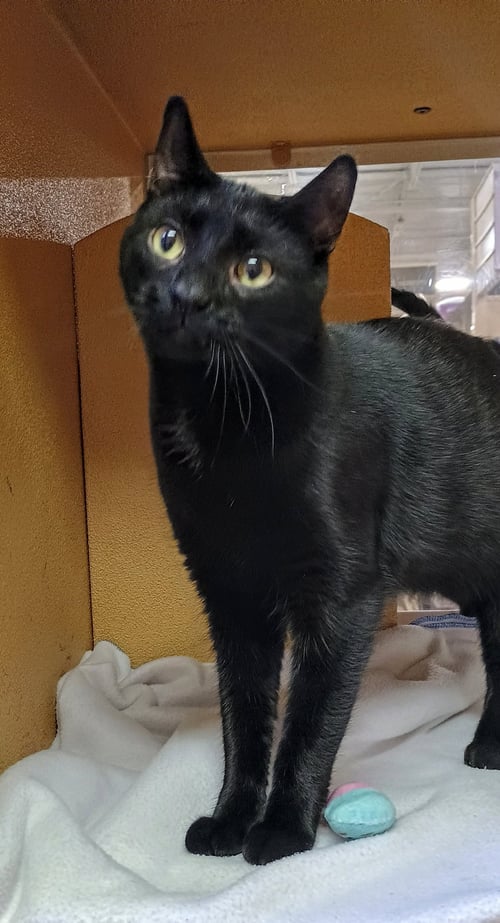 C265 LITTER VIPER (BONDED WITH C265 SPIDER) - Domestic Short Hair available for adoption
