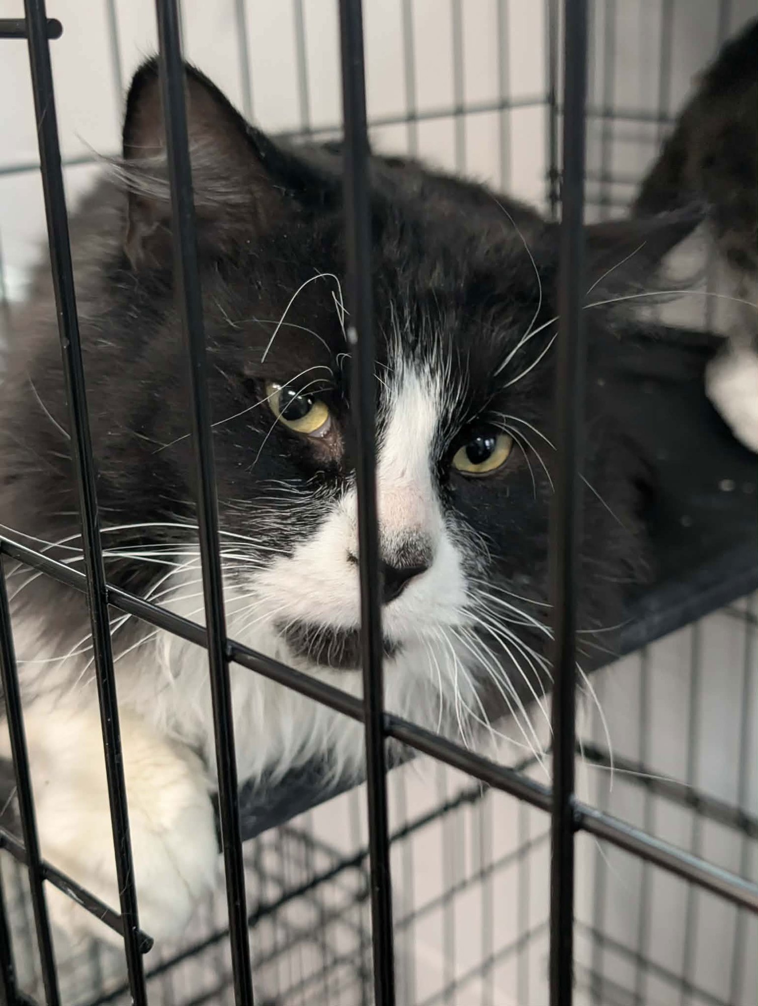 C311 LITTER PRINCE CHARMING ADOPTED - Domestic Medium Hair available for adoption