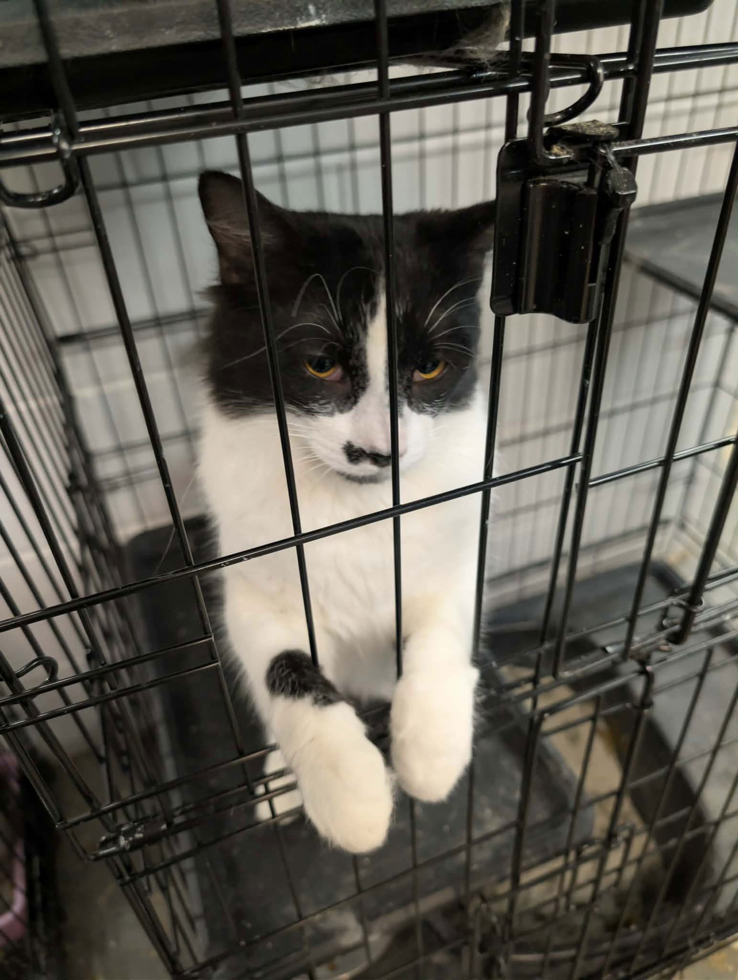 C311 LITTER PRINCE CHARMING ADOPTED - Domestic Medium Hair available for adoption