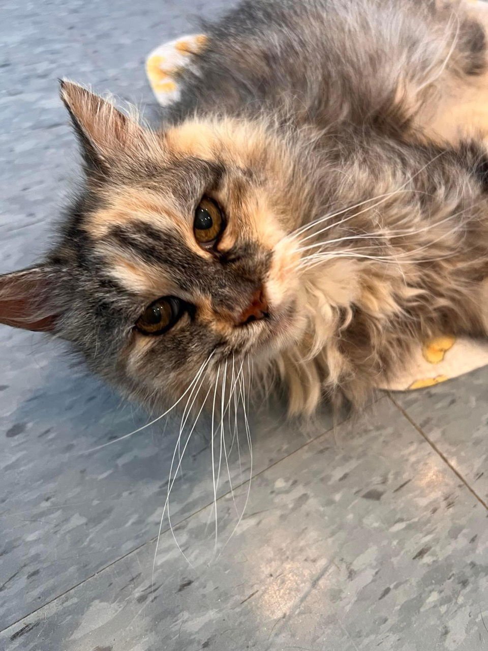 TWEETY BIRD (ADOPTED, BUT NO PROOF) - Calico / Domestic Medium Hair available for adoption