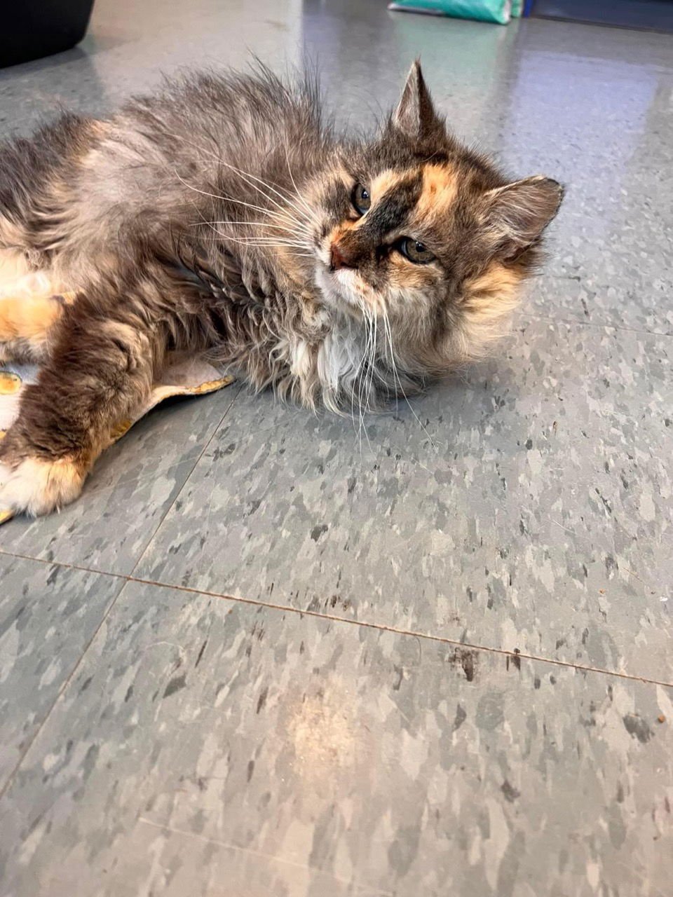 Tweety Bird (Adopted, but no proof) - Photo 3