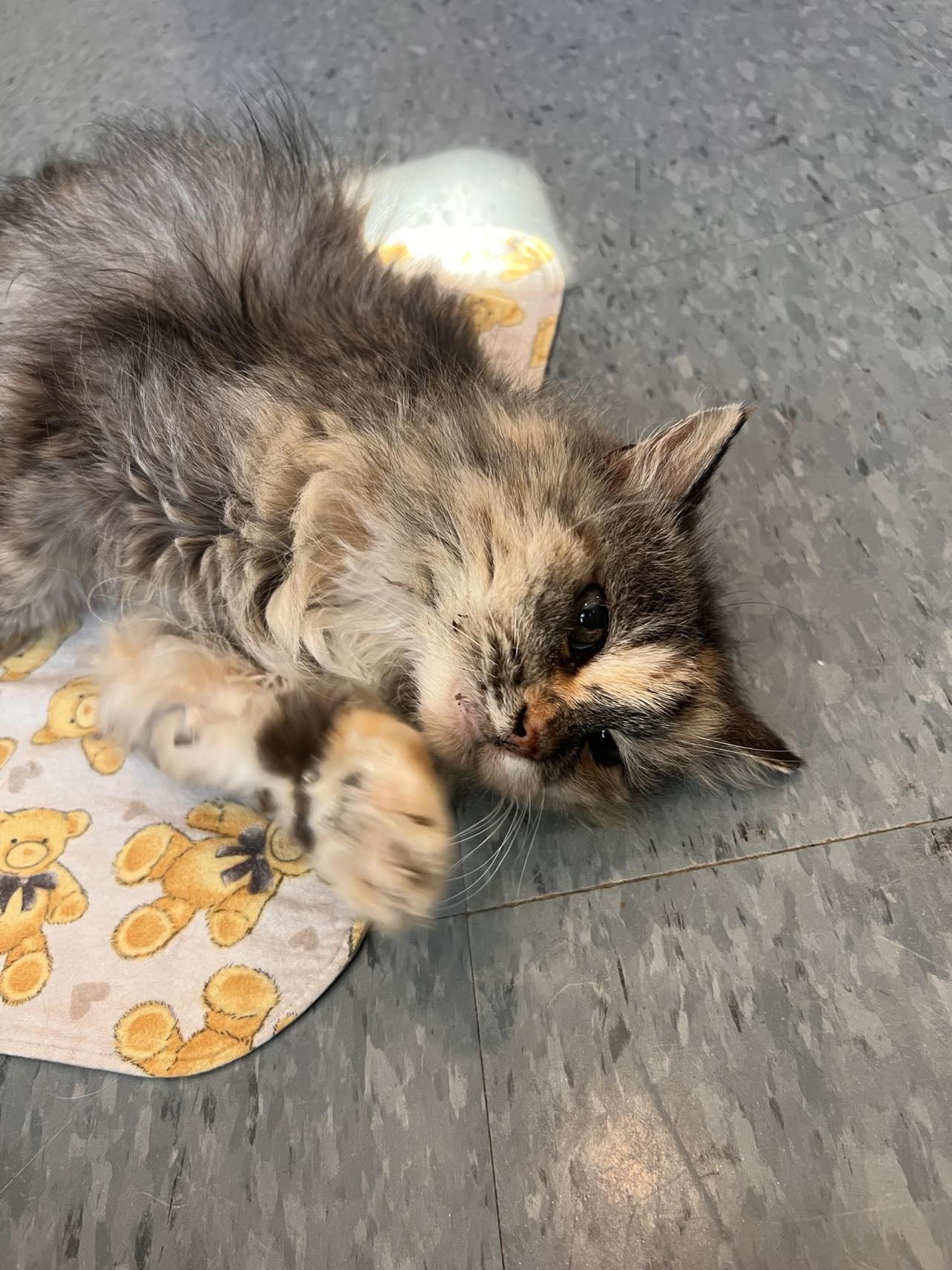 Tweety Bird (Adopted, but no proof) - Photo 4