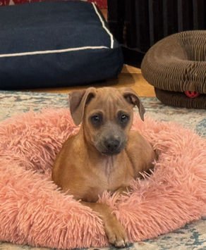 D130 LITTER SMITHERS - Chihuahua / Shiba Inu available for adoption