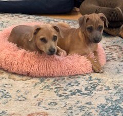 D130 LITTER SMITHERS - Chihuahua / Shiba Inu available for adoption