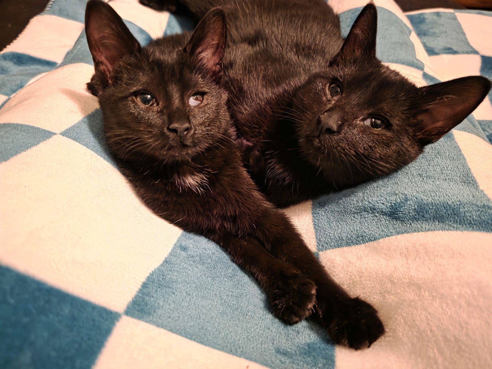 C308 LITTER MUNCY❤️ (BONDED TO MAUREEN) - Domestic Short Hair available for adoption