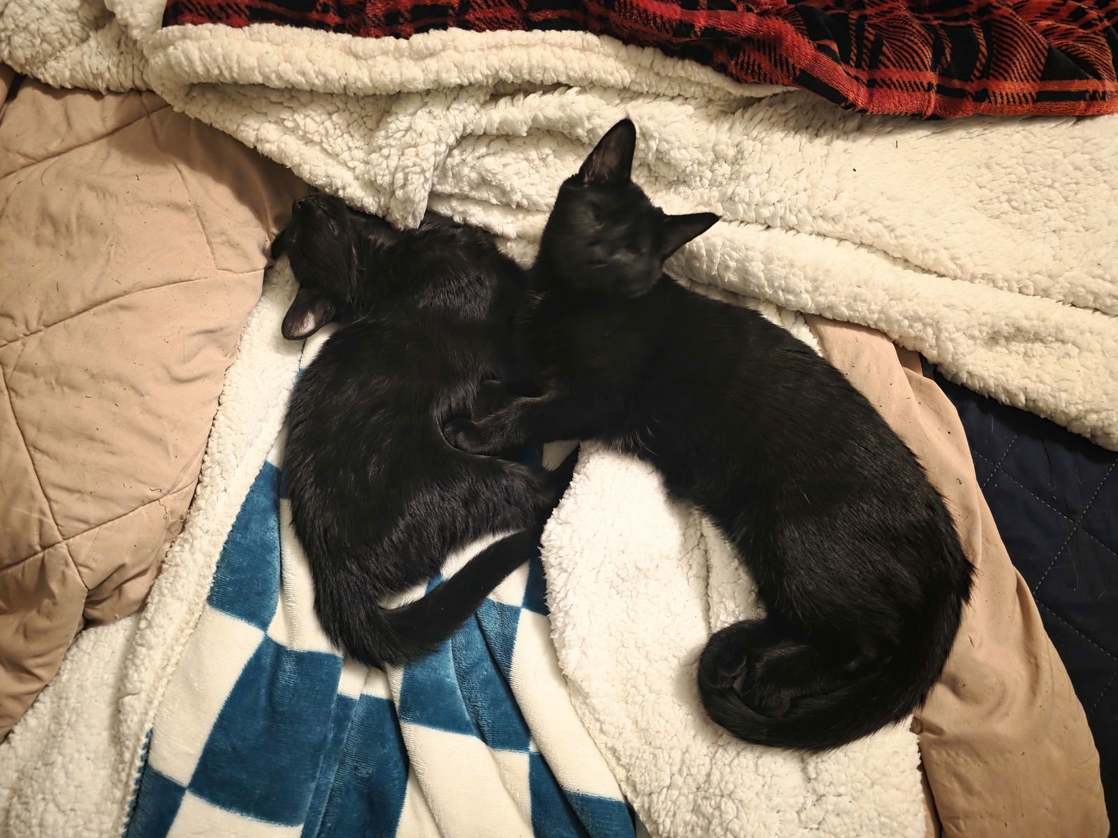 C308 LITTER MUNCY❤️ (BONDED TO MAUREEN) - Domestic Short Hair available for adoption