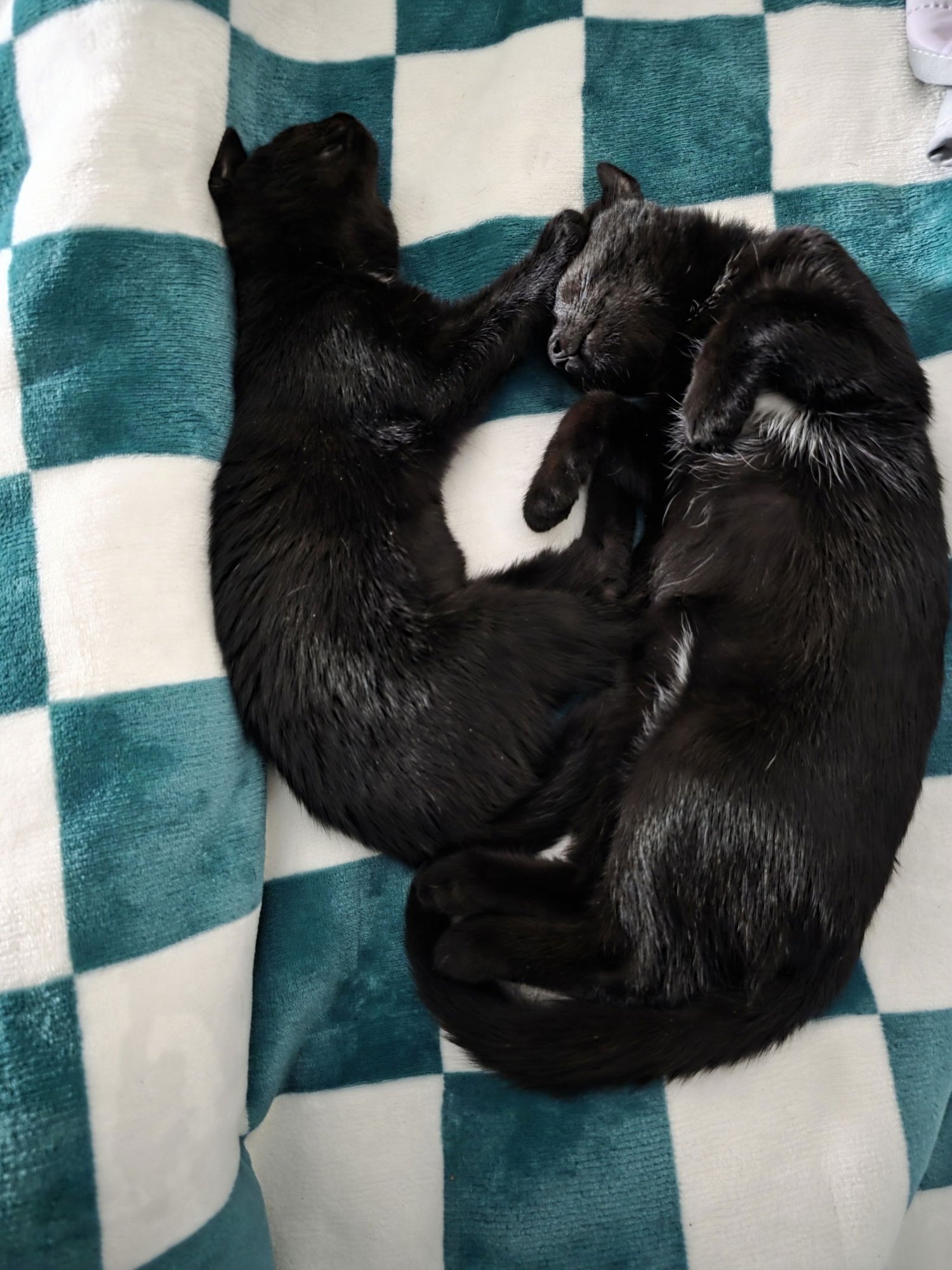 C308 Litter Muncy❤️ (bonded to Maureen) - Photo 3